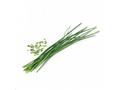 Véritable Lingot Pažitka - BIO