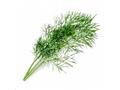 Véritable Lingot Kopr - BIO