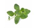 Véritable Lingot Oregano - BIO
