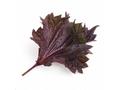 Véritable Lingot Fialový shiso - BIO