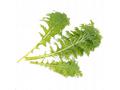 Véritable Lingot Wasabi hořčice listová - BIO