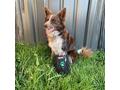 Lékárnička Survival First Aid Kit Pet (CZ)