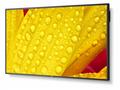 65" LED NEC M651-2,3840x2160, IPS, 24, 7,500cd