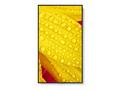 43" LED SHARP ME432 3840x2160,18, 7,400cd, Android